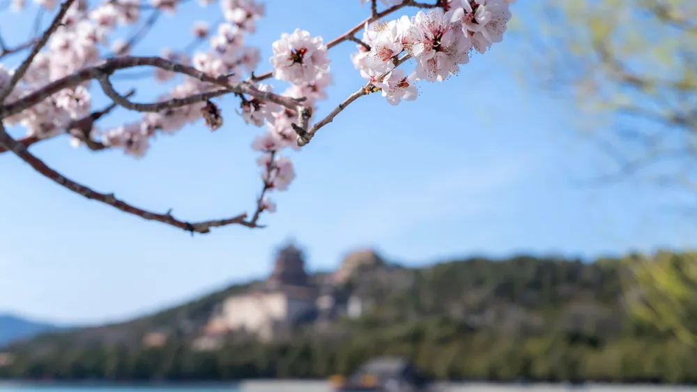 桃花掩映下，远处的颐和园建筑